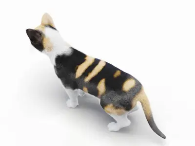  Full Cat Female Anatomy Static - Hair and Fur 