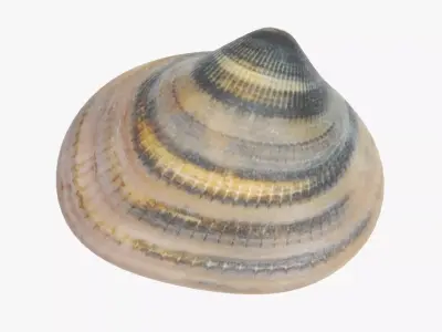 Clam V6 - Realistic Hard Shell 3D model