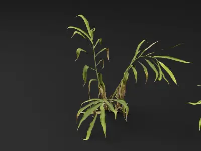 Ginger plant 3D model