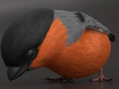  Bullfinch Male Bird Rigged For Maya 