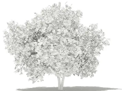 Common Fig Tree with Fruits 3D model