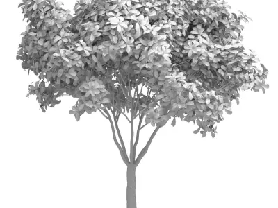 Decorative Evergreen Garden Street Tree 3D model