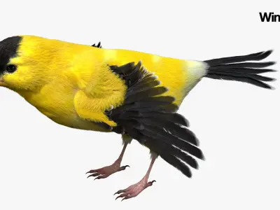  Gold Finch Fur Animation Rigged 