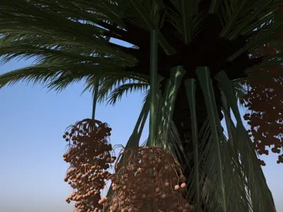 4 Stylized Date Palm Tree Variations  Low-poly 3D model