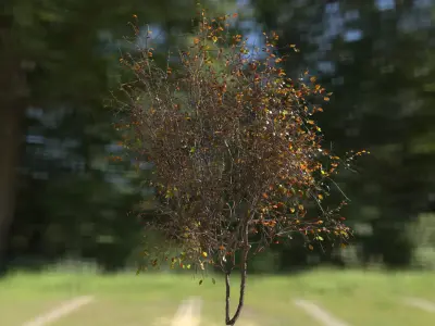 High quality Cherry Tree 01 Winter 3D model