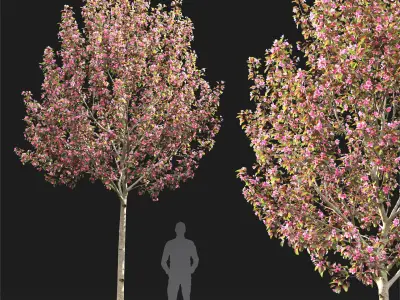 Malus flowering 8 3D model