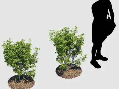 Hedge Bush 3D model