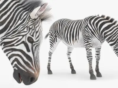  Zebra Wildlife Animal Animated Fur Rigged For Blender Collection 
