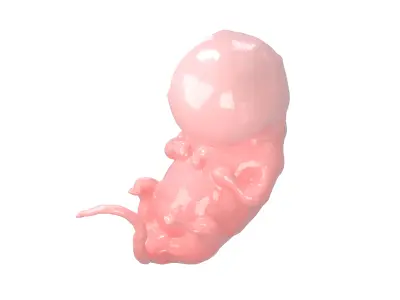 Human embryo V1 001 Low-poly 3D model