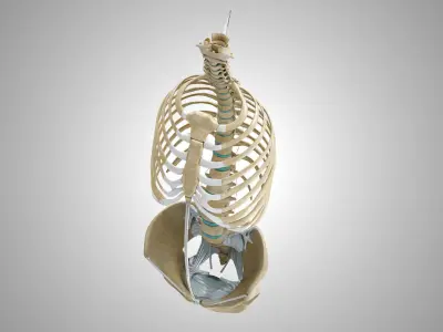 Rib cage with Ligaments 3D model