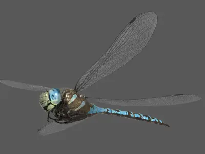  Dragonfly Paddle-tailed Darner 