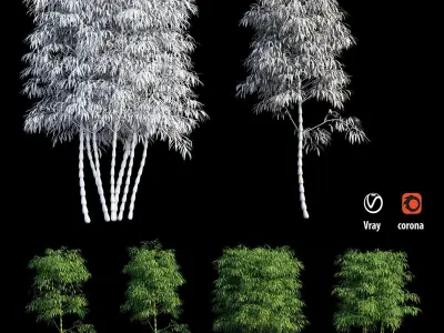 Bambusa ventricosa 02 3D model