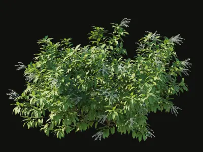 Pieris Floribunda bush 3D model