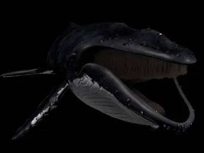  Megaptera novaeangliae [RIGGED] 