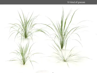 Grass garden - grasses 3D model