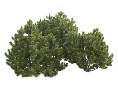Pinus Mugo 3D model