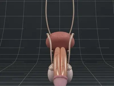 Anatomy male reproductive system and kidneys 3D model