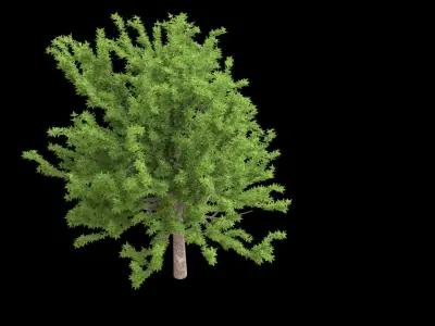 Quercus glauca arakashi free model Free 3D model