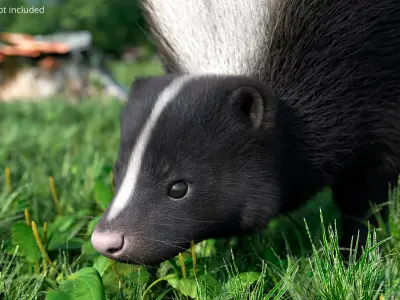  American Striped Skunk Defensive Fur Animated Rigged For Blender 