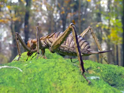  Insects Collection Rigged for Cinema 4D 