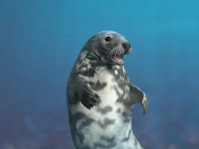  Grey Seal Animated 