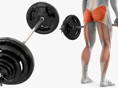  Anatomy Male Muscular System Deadlift 