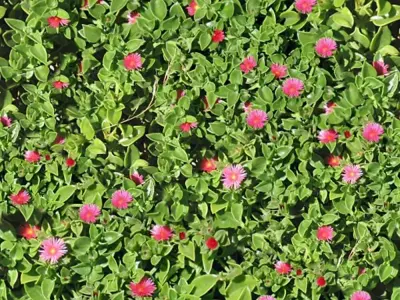 Seamless Garden Plant Texture with Pink Flowers Texture
