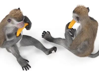  Gray Rhesus Macaque Eating Banana Fur for Maya 