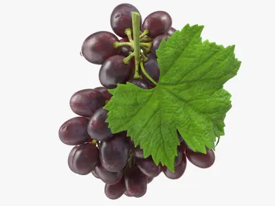  Bunch of Dark Grapes 