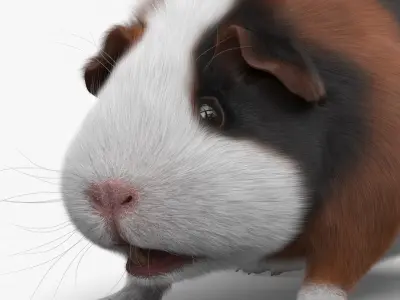  Tricolor Guinea Pig Short Hair Black Brown White Fur 