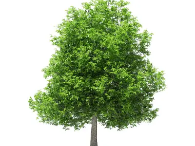 Avocado Tree 3D model