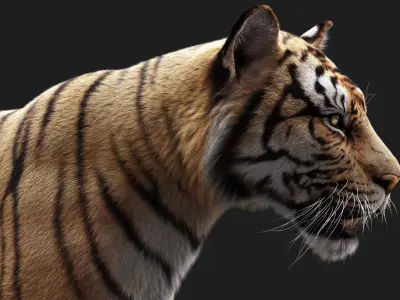  Bengal Tiger ANIMATED Yeti 