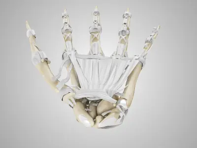 Hand Bones with Ligaments Low-poly 3D model