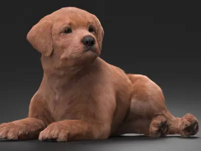  Brown Labrador Retriever Puppy Lying Down Fur for Maya 