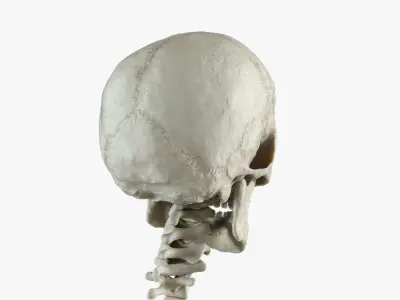  Human Skeleton (Rigged) 