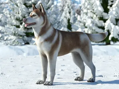  Large Dogs Rigged for Maya Collection 