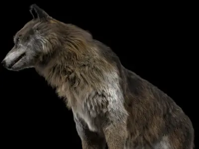  Wolf Fur Animated Rigged 3D 