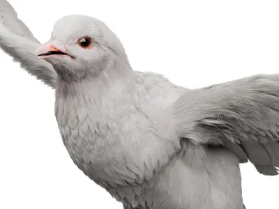  White Dove Fur Animated Rigged 3D 