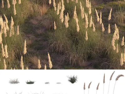 Field herbs 2  grass 3D model