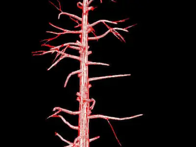 Dead Pine Tree - PBR - Textured Low-poly 3D model