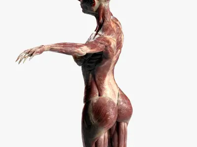  Female Muscular Anatomy (Rigged) 