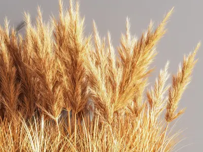 Indoor Plant Set 54  pampas 3D model