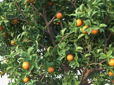 Orange Tree 3D model