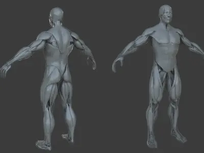 Ultimate Male Anatomy Project 3D model