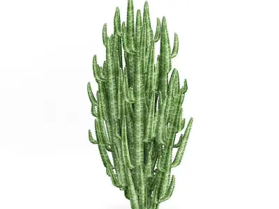 African Milk Tree 3D model