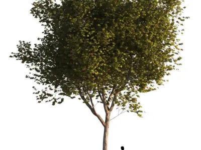 Platanus x hispanica L size    5 different models 3D Model Pack