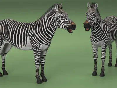  African Zebra Fur 