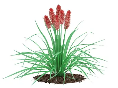 Kniphofia Plant Tritoma 3D model