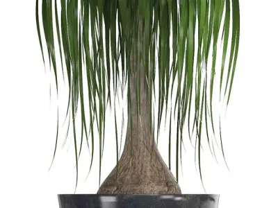  Collection of ornamental plants in pots 