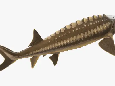  Sturgeon Fish Rigged for Cinema 4D 